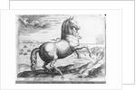 Equus Hispanus by Jan van der (1523-1605) (after) Straet
