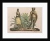 Inhabitants of Easter Island, 1822 by Ludwig Choris