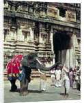 A man being blessed by an elephant at Varadarajaswamy Temple by Anonymous