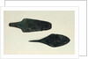Two daggers, 2000-1800 BC by Prehistoric