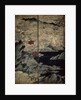 Birds and Flowers of the Four Seasons by Kano Soshu