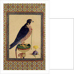 Ms E-14 Falcon, from a Moraqqa by Islamic School