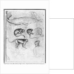 Six Monkeys and a Sturgeon by Antonio Pisanello