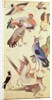 Ten Birds by Indian School