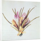 Saffron or Crocus by Nicolas Robert