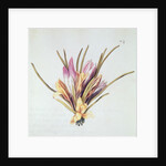 Saffron or Crocus by Nicolas Robert