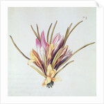 Saffron or Crocus by Nicolas Robert