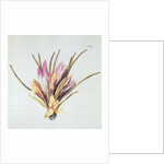 Saffron or Crocus by Nicolas Robert