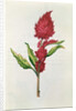 Amaranthus by Nicolas Robert