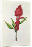 Amaranthus by Nicolas Robert