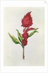 Amaranthus by Nicolas Robert