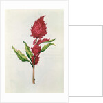 Amaranthus by Nicolas Robert