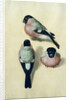 Three studies of a bullfinch by Albrecht Dürer or Duerer