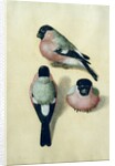 Three studies of a bullfinch by Albrecht Dürer or Duerer