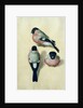 Three studies of a bullfinch by Albrecht Dürer or Duerer