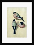 Three studies of a bullfinch by Albrecht Dürer or Duerer