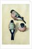 Three studies of a bullfinch by Albrecht Dürer or Duerer