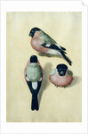Three studies of a bullfinch by Albrecht Dürer or Duerer