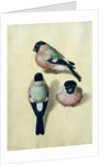 Three studies of a bullfinch by Albrecht Dürer or Duerer