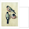 Three studies of a bullfinch by Albrecht Dürer or Duerer
