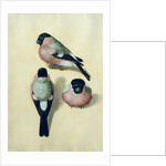 Three studies of a bullfinch by Albrecht Dürer or Duerer