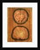 Anatomical drawing of the human brain by Hieronymus Fabricius ab Aquapendente