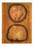 Anatomical drawing of the human brain by Hieronymus Fabricius ab Aquapendente