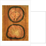 Anatomical drawing of the human brain by Hieronymus Fabricius ab Aquapendente