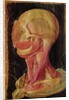 Anatomical drawing of the human head by Hieronymus Fabricius ab Aquapendente