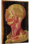 Anatomical drawing of the human head by Hieronymus Fabricius ab Aquapendente