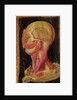 Anatomical drawing of the human head by Hieronymus Fabricius ab Aquapendente