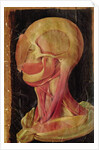 Anatomical drawing of the human head by Hieronymus Fabricius ab Aquapendente