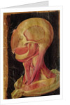 Anatomical drawing of the human head by Hieronymus Fabricius ab Aquapendente