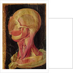 Anatomical drawing of the human head by Hieronymus Fabricius ab Aquapendente