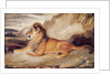 Lion Resting by Antoine Louis Barye