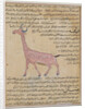 Ms E-7 fol.180 A Giraffe by Islamic School