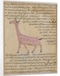 Ms E-7 fol.180 A Giraffe by Islamic School