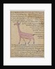 Ms E-7 fol.180 A Giraffe by Islamic School