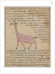 Ms E-7 fol.180 A Giraffe by Islamic School