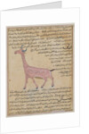 Ms E-7 fol.180 A Giraffe by Islamic School