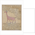 Ms E-7 fol.180 A Giraffe by Islamic School
