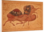 Two Camels Fighting, 1620 by Indian School