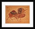 Two Camels Fighting, 1620 by Indian School