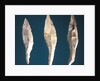 Three arrow heads by Prehistoric Prehistoric