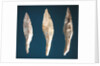 Three arrow heads by Prehistoric Prehistoric