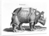 Rhinoceros, 1515 by Albrecht (after) Durer or Duerer