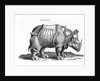 Rhinoceros, 1515 by Albrecht (after) Durer or Duerer