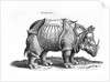 Rhinoceros, 1515 by Albrecht (after) Durer or Duerer