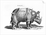 Rhinoceros, 1515 by Albrecht (after) Durer or Duerer