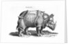 Rhinoceros, 1515 by Albrecht (after) Durer or Duerer